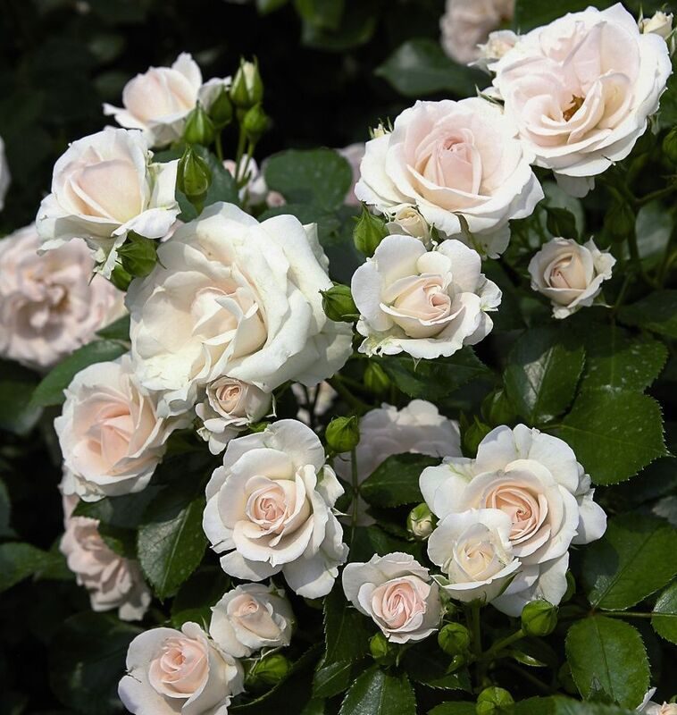 Роза шраб Aspirin Rose