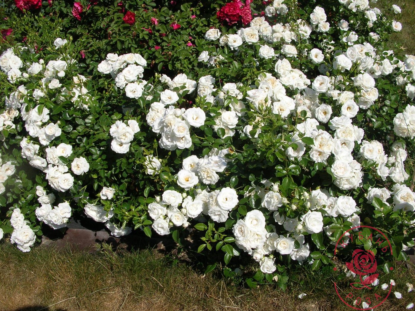 Роза шраб Aspirin Rose